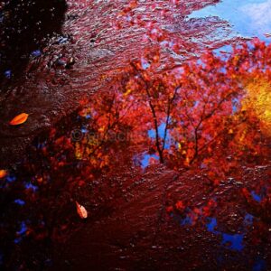 Autumn Reflection