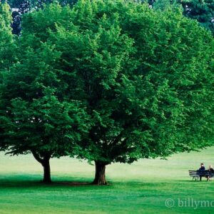 Solitude in Green