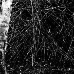 Tangled Shadows