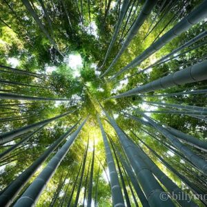 Bamboo Sanctuary