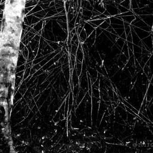 Tangled Shadows